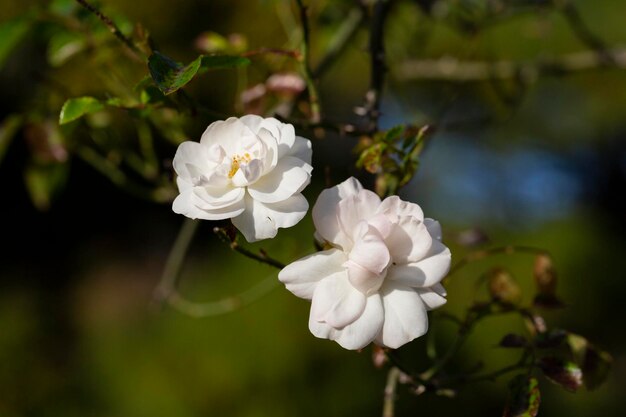 Foto kleine weiße rose mit bokeh-hintergrund