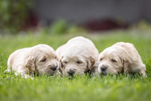 Kleine Welpen der Rasse Golden Retriever liegen im Gras