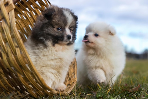 Kleine Welpen. Pommersche Welpen spielen im Freien Pommerschen Spitzhund