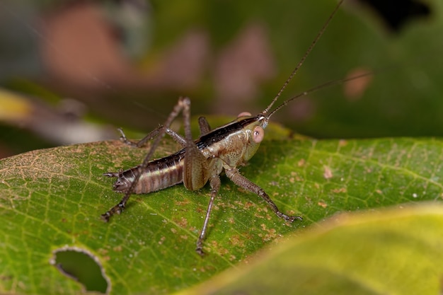 Kleine Wiesen-Katydid-Nymphe der Gattung Conocephalus