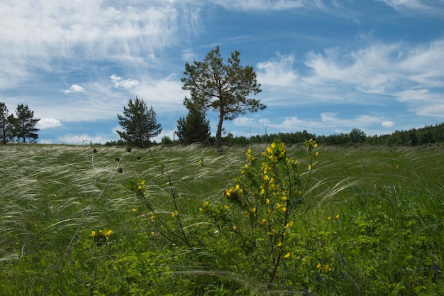 Kleine Wildblumen an einem Sommertag