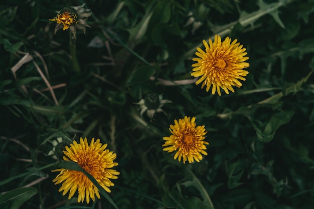 kleine Wildblumen im Frühjahr