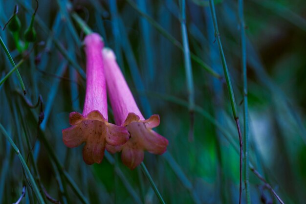 kleine Wildblumen im Frühjahr