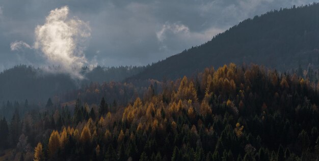 Kleine Wolke über dem Kiefernwald auf Bergen