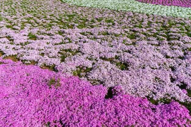 Kleine zarte rosa weiße Moos Shibazakura Phlox subulata Blumen voller Blüte