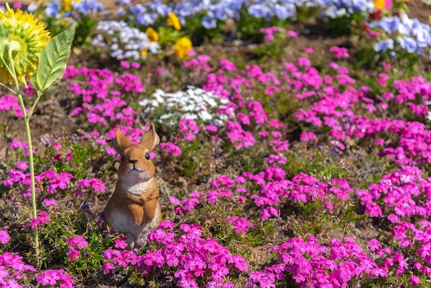 Kleine zarte rosa weiße Moos Shibazakura Phlox subulata Blumen voller Blüte