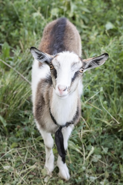 Kleine Ziege in einem Weizenfeld