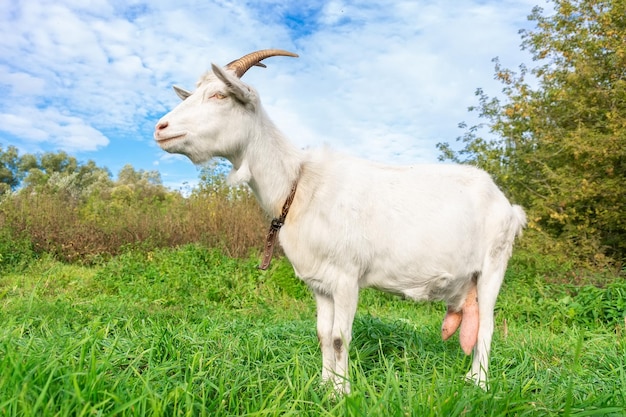 Kleine Ziege in einem Weizenfeld