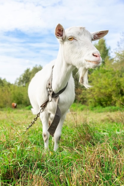 Kleine Ziege in einem Weizenfeldx9