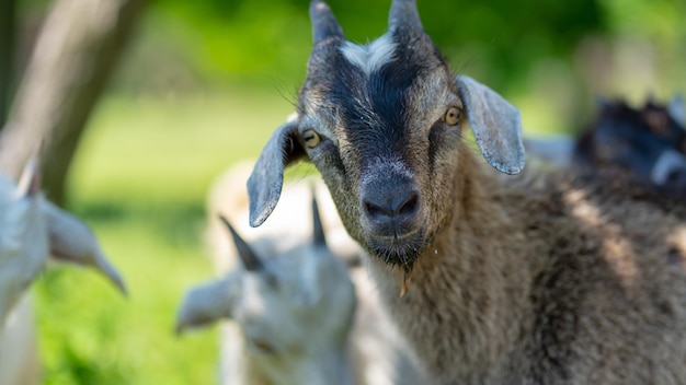 Kleine Ziegen grasen auf grüner Wiese Tiere, die draußen grünes Gras fressen