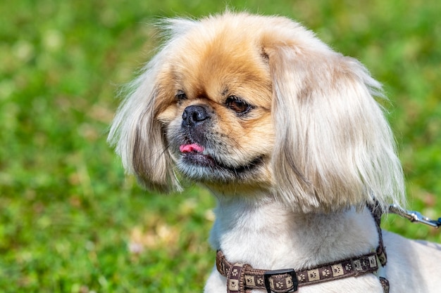 Kleine zottelige Hunderasse Pekinese an der Leine im Park während eines Spaziergangs, Porträt eines Hundes aus nächster Nähe