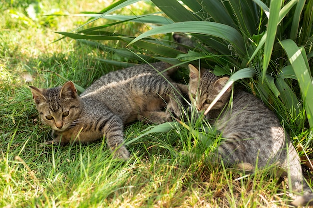 Kleine zwei Kätzchen, die im Gras spielen