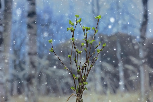 kleine Zweige mit Knospenblättern / Frühlingshintergrund, Konzeptfrische Botanik Jugend
