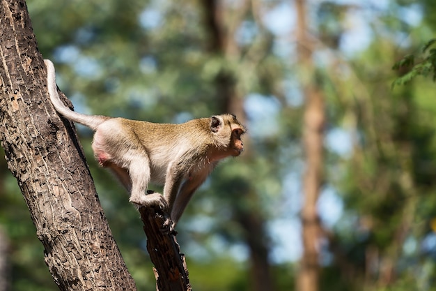 Foto kleiner affe am baum