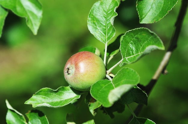 Kleiner Apfel auf einem Apfelbaum, der vor Reife platzt