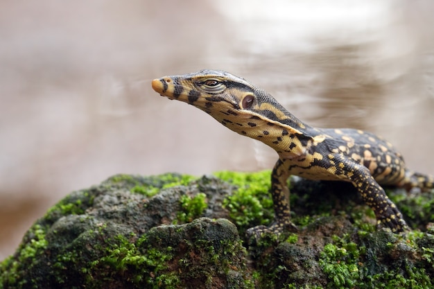 Kleiner asiatischer Wassermonitor in der Nähe des Teiches