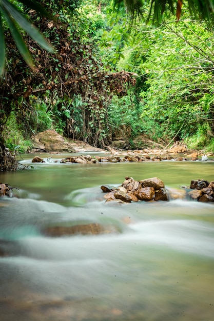 Kleiner Bach im grünen Wald Yala Thailand