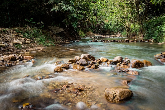 Kleiner Bach im grünen Wald Yala Thailand