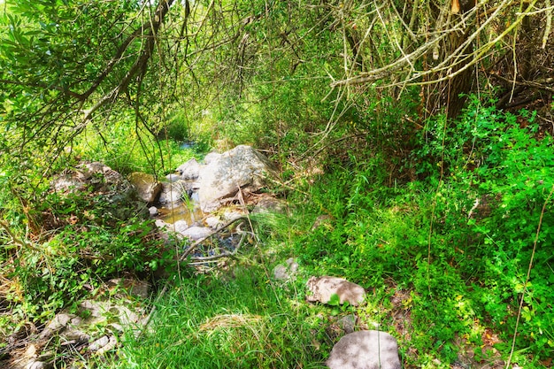 Kleiner Bach im Wald in Sardinien Italien