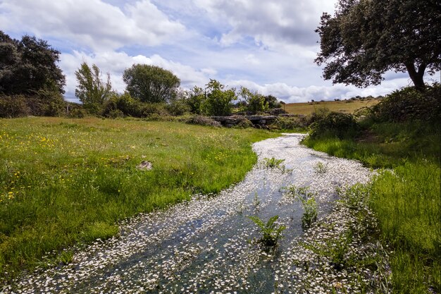 Kleiner Bach mit weißen Blumen im Frühlingsfeld mit grünem Gras und blauem Himmel