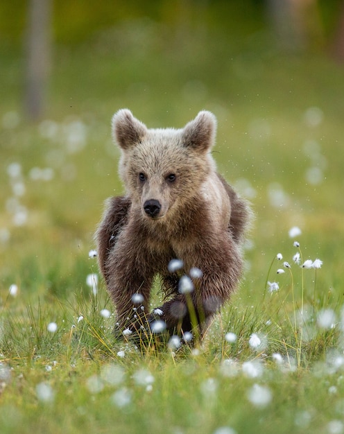 Kleiner Bär im Wald in seinem Lebensraum