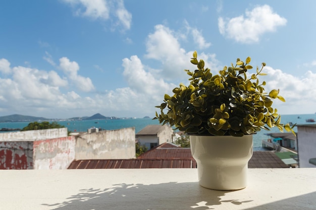 Kleiner Baum im Freien mit schöner Aussicht auf das Meer