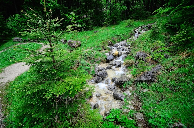 Kleiner Bergbach