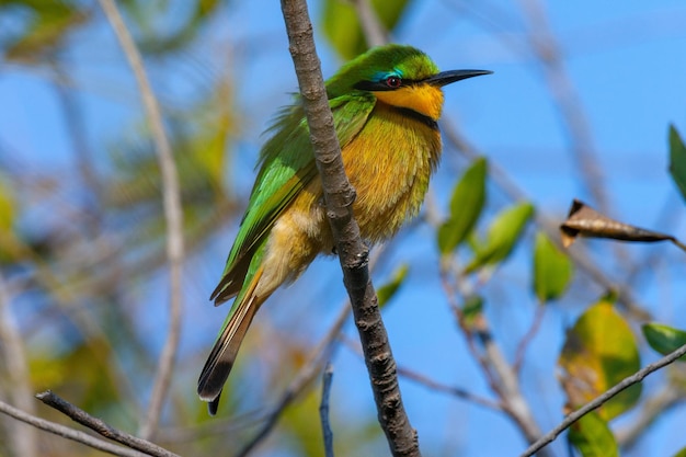 Kleiner Bienenfresser Okavango Delta Botswana