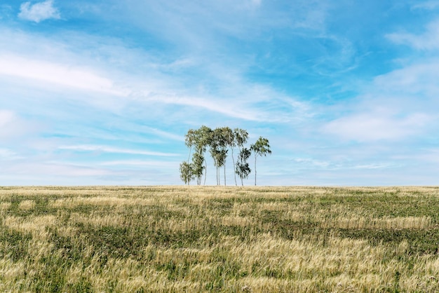 Kleiner Birkenhain in der Sommersteppe. Das Bild wurde in Russland in der Region Tscheljabinsk aufgenommen