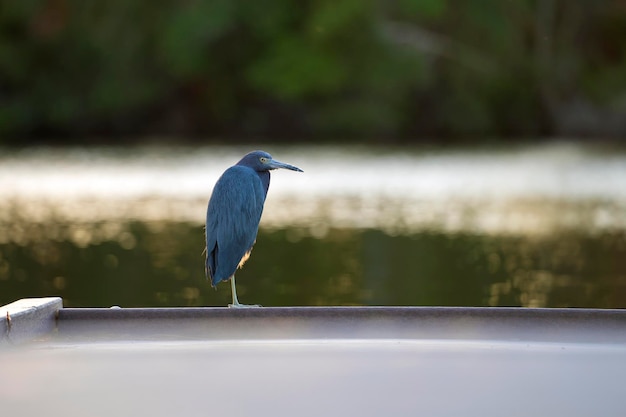 Kleiner blauer Reihervogel, der nahe Seewasser in Florida-Feuchtgebiet hockt