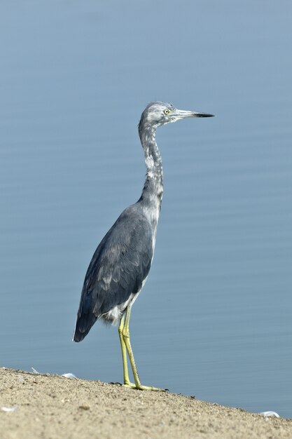 Kleiner Blaureiher