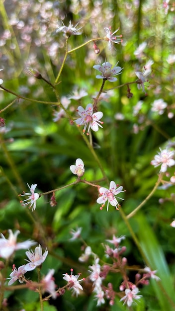 Kleiner Blumennaturhintergrund