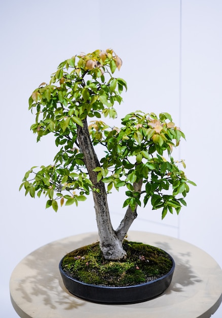 Foto kleiner bonsai-baum in einem topf