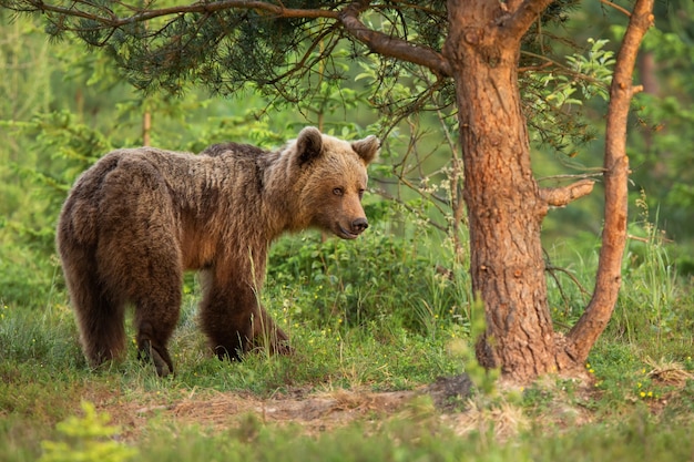 Kleiner Braunbär, der sich im Wald in der Sommernatur bewegt