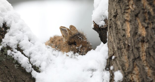 kleiner brauner Hase im Schnee