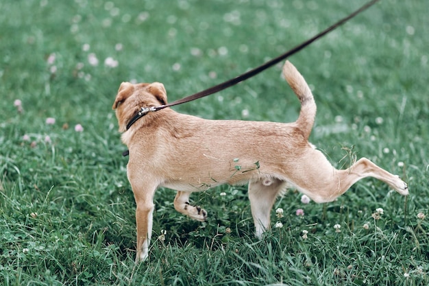 Kleiner brauner Hund, der draußen im Gras spielt Süßer Welpe, der im Park auf die Toilette geht Hundehygienekonzept