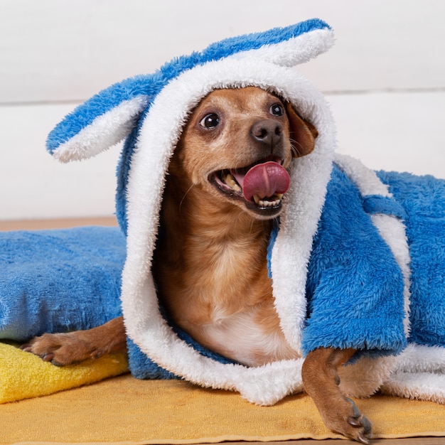 Kleiner brauner Hund in einem blauen Frotteebademantel lächelnd