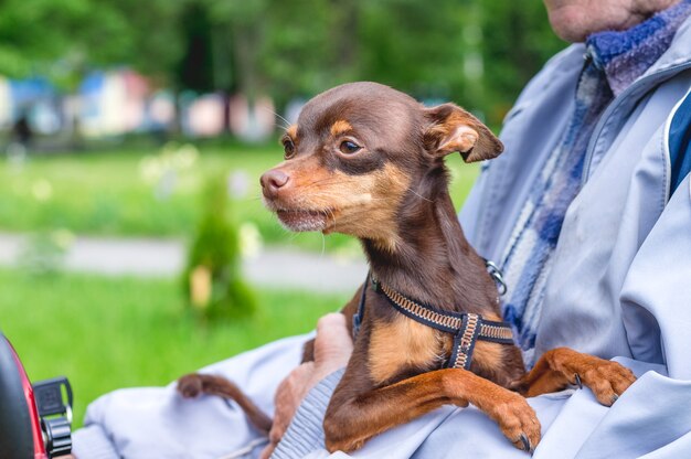 Kleiner brauner Hund russischer Spielzeugterrier in den Händen des Besitzers_