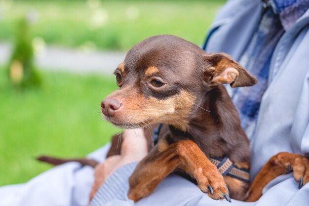 Kleiner brauner Hund russischer Spielzeugterrier in den Händen des Besitzers_