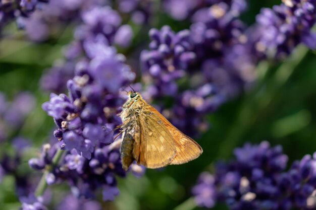 Kleiner brauner Schmetterling sammelt Pollen auf Lavendel Pieris Lepidoptera