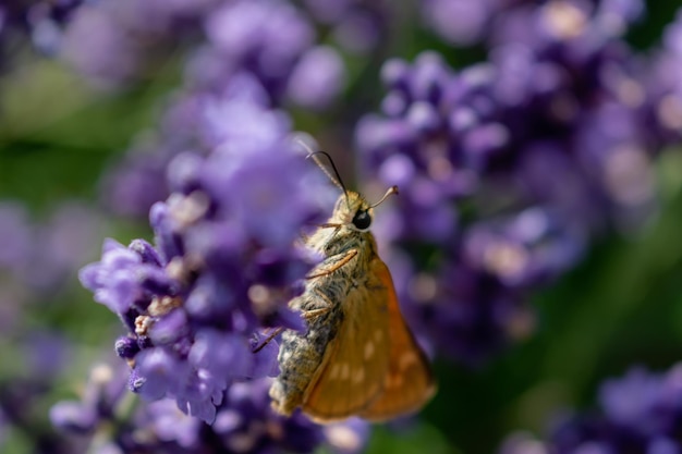 Kleiner brauner Schmetterling sammelt Pollen auf Lavendel Pieris Lepidoptera