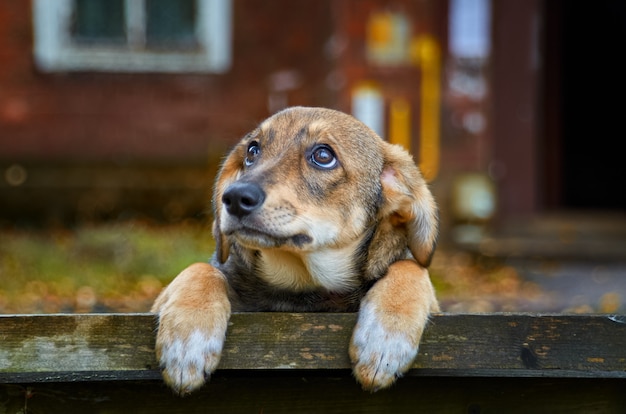 Kleiner brauner streunender Hund auf der Straße