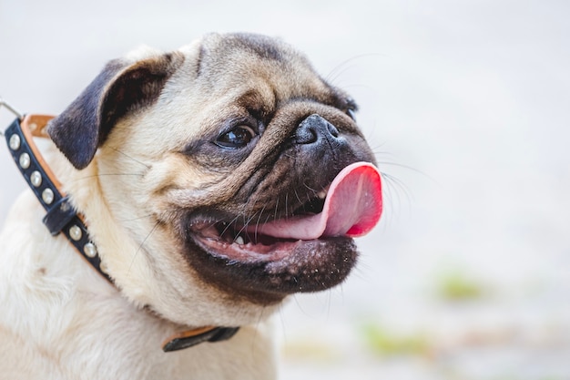 Kleiner Bulldoggenhund mit herausstehender Zunge an der Leine beim Gehen