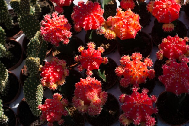 Foto kleiner bunter kaktus im kleinen topf