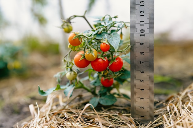 Kleiner Busch mit winzigen grünen und roten Tomaten