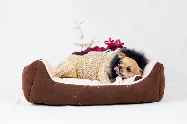Kleiner Chihuahua-Hund im Bett