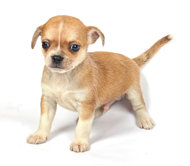 Kleiner Chihuahua-Welpe