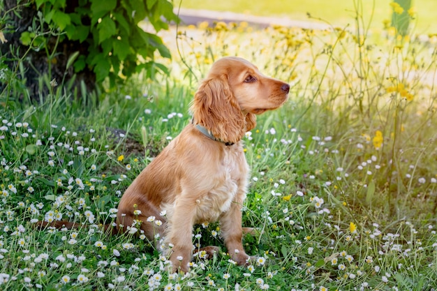 Kleiner Cockerspanielhund mit einem schönen blonden Haar auf dem grünen Gras