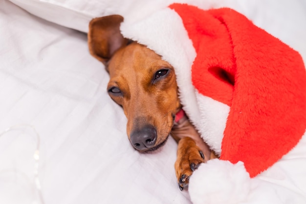 kleiner Dackelhund in einem Weihnachtsmann-Hut schläft in einem weißen Bett