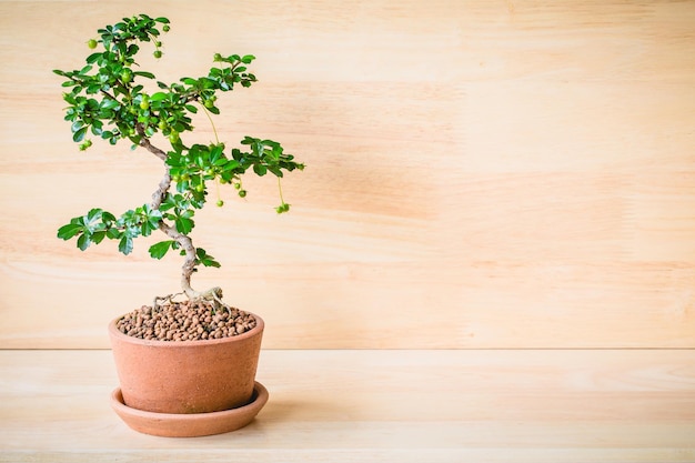 Kleiner dekorativer Baum auf Holzfußboden Kleiner Bonsai-Baum in den Tontöpfen Platz zum Hinzufügen von Text